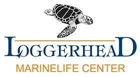 Loggerhead Marinelife Center Logo